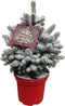 Kerstboom Picea Sneeuw ↨ 75cm - hoge kwaliteit planten