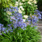 Plant in a Box - Agapanthus Blauw - Set van 6 - Afrikaanse lelie - Wortelstokken - Bloeiende plant