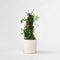Plant in a Box - Ceanothus thyrsiflorus Repens - Voorjaarsbloei - Glanzend blad - Wintergroene struik - Pot 17cm - Hoogte 60-70cm