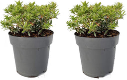 Plant in a Box - Pieris japonica 'Little Heath' - Set van 2 - Compact groeiende sierheester - Prachtige witte bloemknoppen - Pot 17cm - Hoogte 25-40cm