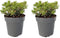 Plant in a Box - Pieris japonica 'Little Heath' - Set van 2 - Compact groeiende sierheester - Prachtige witte bloemknoppen - Pot 17cm - Hoogte 25-40cm