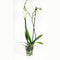 Phalaenopsis Springtime ↨ 60cm - 2 stuks - hoge kwaliteit planten
