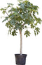 Vijgenboom - Ficus carica 150 - 175 cm (16 - 18 cm stamomtrek)