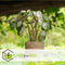Caladium Gingerland 'Angel Wings' - Tropische kamerplant - Pot 12cm - Hoogte 25-40cm