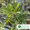 Grote appelboom Elstar Malus domestica Elstar 350 cm