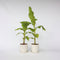 Plant in a Box - Musa Basjoo - Set van 2 - Winterharde bananenplanten - Tuinbanaan - Pot 21cm - Hoogte 55-70cm