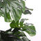 Mica Decorations Monstera Kunstplant - H130 x Ø80 cm - Set van 2