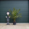 Dadelpalm Phoenix canariensis 187,5 cm