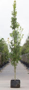 Zuil eik | Quercus robur 'Fastigiate Koster' 20-40 cm| Bomenbezorgd.nl