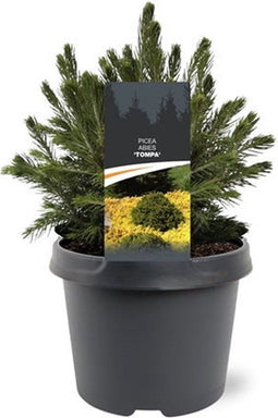 Warentuin Natuurlijk - Picea abies Tompa 15-20 cm Conifeer