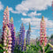 Plant in a Box - Lupinus - Mix van 20 - Lupine - Wortelstokken - Vlinderbloemen