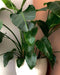 STRELITZIA NICOLAI KWEEKSETJE - GROW YOUR OWNN