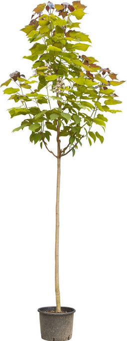 Paarsbladige trompetboom | Catalpa erubescens purpurea 6-10 cm | Bomenbezorgd.nl