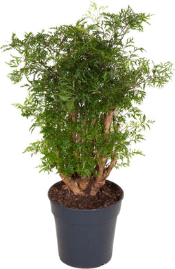 Plant in a Box - Polyscias Fruticosa - Aralia - Artistieke groene kamerplant - Pot 21cm - Hoogte 70-80cm