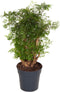 Plant in a Box - Polyscias Fruticosa - Aralia - Artistieke groene kamerplant - Pot 21cm - Hoogte 70-80cm