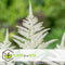 Plant in a Box - Astilbe - Mix van 6 - Pluimspirea - Wortelstokken - Robuuste bloeiende plant
