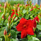 Plants by Frank - Set van 6 Mandevilla Rood Planten - 6 x Dipladenia Rood in 12 cm pot - Mediterrane Planten - Vers uit de Kwekerij geleverd - Klimplanten