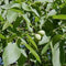 Walnotenboom 'Broadview' | Juglans r. 'Broadview' 1-3 cm | Bomenbezorgd.nl