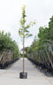 Gele valse Christusdoorn | Gleditsia tr. 'Sunburst' 14-18 cm | Bomenbezorgd.nl