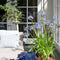 Plant in a Box - Agapanthus Blauw - Set van 6 - Afrikaanse lelie - Wortelstokken - Bloeiende plant