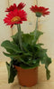 3 stuks! Gerbera Rood