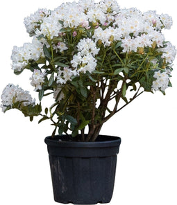 Rhododendron Cunninghams White | Rhododendron 'Cunningham's White | Bomenbezorgd.nl