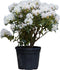 Rhododendron Cunninghams White | Rhododendron 'Cunningham's White | Bomenbezorgd.nl