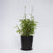 Plant in a Box - Niet-woekerende bamboe - Fargesia nitida 'Red Dragon' - Hoogte 60-80cm - Pot 17cm - Groen