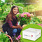 Tulp White Liberstar - Tulipa