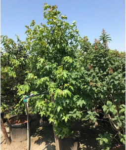 Amberboom solitair | Liquidambar styraciflua | Bomenbezorgd.nl