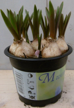 3 stuks! Blauwe druif in potje