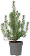Plant in a Box - Pinus Pinea 'Silver Crest' - Parasolden - ⌀17cm - Hoogte 45-55cm