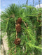 Japanse treurlork | Larix kaempferi 'Stiff Weeper' 6-10 cm 200 cm| Bomenbezorgd.nl