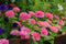 Customize it - Tuinschilderij flowers 130x70cm rz