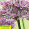 Baltus - Bollen Allium Pink Jewel 3 stuks