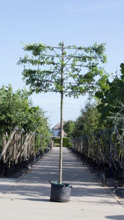 Zuil leihaagbeuk 220 cm | Carpinus betulus 'Fastigiata' 14-18 cm 220 cm| Bomenbezorgd.nl