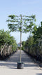 Zuil leihaagbeuk 220 cm | Carpinus betulus 'Fastigiata' 14-18 cm 220 cm| Bomenbezorgd.nl