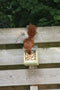 Esschert Design Eekhoorn - Voederhuis Naturel