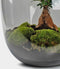 Terrarium | Eiken Tafel | Bonsai plant | Grijs glas | ↑55cm -Ø35cm