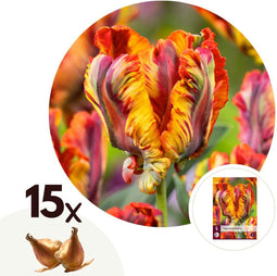 Plant in a Box - Tulipa Rasta Parrot - Tulpenbollen x15 - Bloembollen voor Tuin, Terras of Balkon
