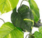 Mica Decorations Caladium - Kunstplant H100 x Ø50 cm - Donkergroen