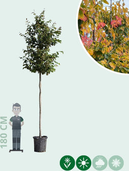 Perzisch IJzerhout | Parrotia persica 14-18 cm | Bomenbezorgd.nl