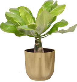 Goed & Groen - Brighamia insignis ‘Hawaii Palm’ in ELHO ® Vibes Fold Rond (botergeel) - ↨ 35cm - Potmaat 14 - Exclusieve Kwaliteit Planten - Kamer Plant - Kamerplanten - Sfeer - Interieur