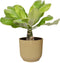 Goed & Groen - Brighamia insignis ‘Hawaii Palm’ in ELHO ® Vibes Fold Rond (botergeel) - ↨ 35cm - Potmaat 14 - Exclusieve Kwaliteit Planten - Kamer Plant - Kamerplanten - Sfeer - Interieur