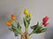 Holland tulp bundel Sally x3 25cm geel