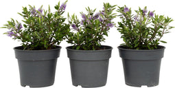 Plant in a Box - Hebe All Blooms 'Siara' - Blauw - Hebe - Set van 3 - Tuinplant - Winterhard - Pot 13cm - Hoogte 30-35cm