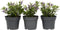 Plant in a Box - Hebe All Blooms 'Siara' - Blauw - Hebe - Set van 3 - Tuinplant - Winterhard - Pot 13cm - Hoogte 30-35cm