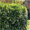 Plants by Frank | 1 strekkende meter laurierkershaag | 6x Prunus laurocerasus 'Rotundifolia' Ø12 cm - 20 cm | winterharde haagplanten | Groenblijvende haag | Tuinplanten | Planten