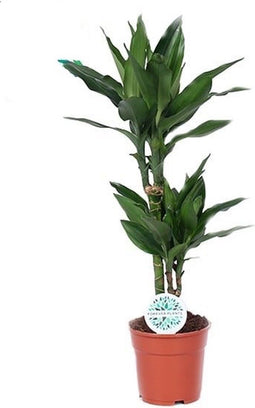 Dracaena Janet Lind ↨ 70cm - hoge kwaliteit planten