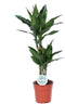 Dracaena Janet Lind ↨ 70cm - hoge kwaliteit planten